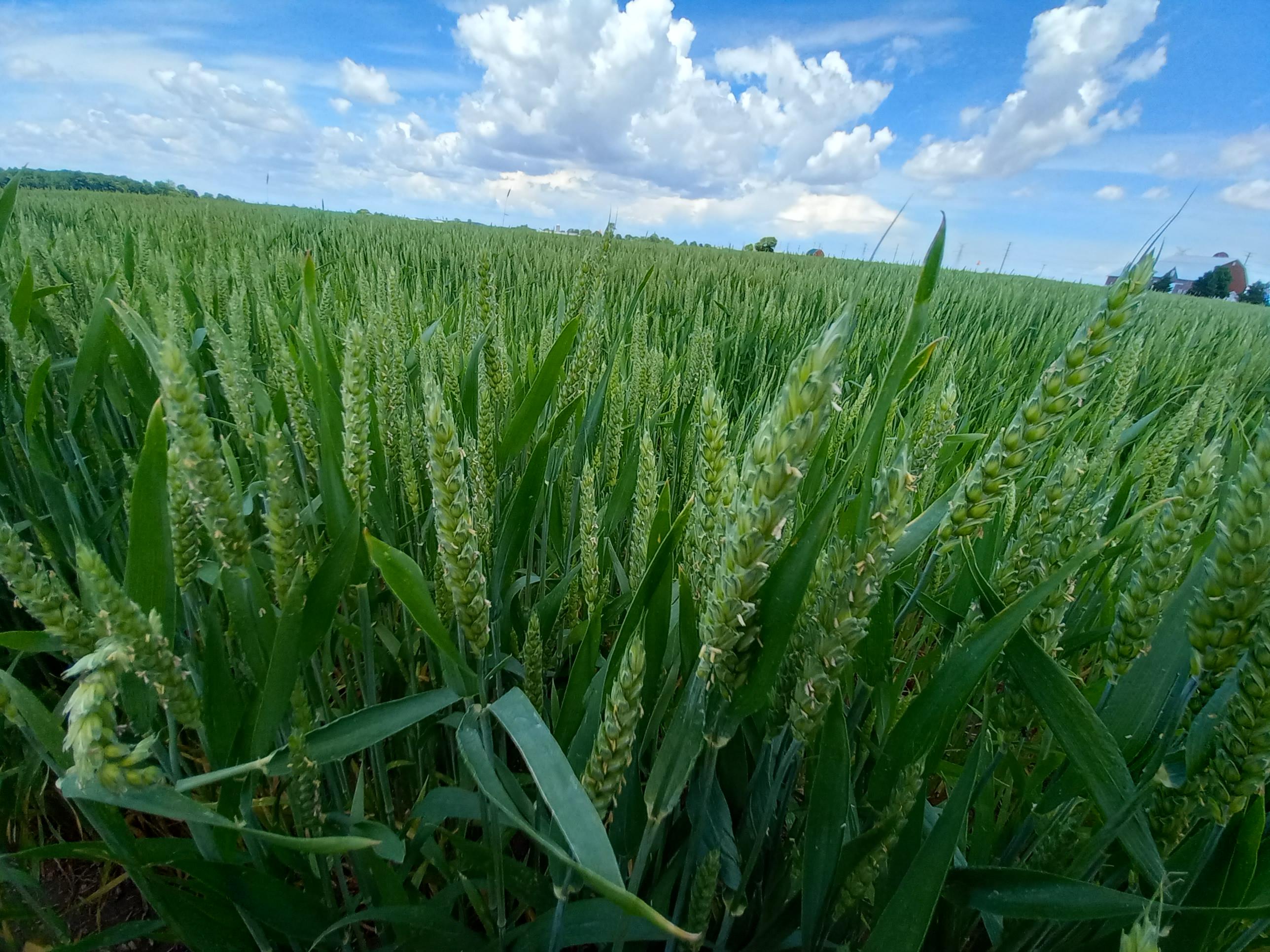 Wheat growing in a field.